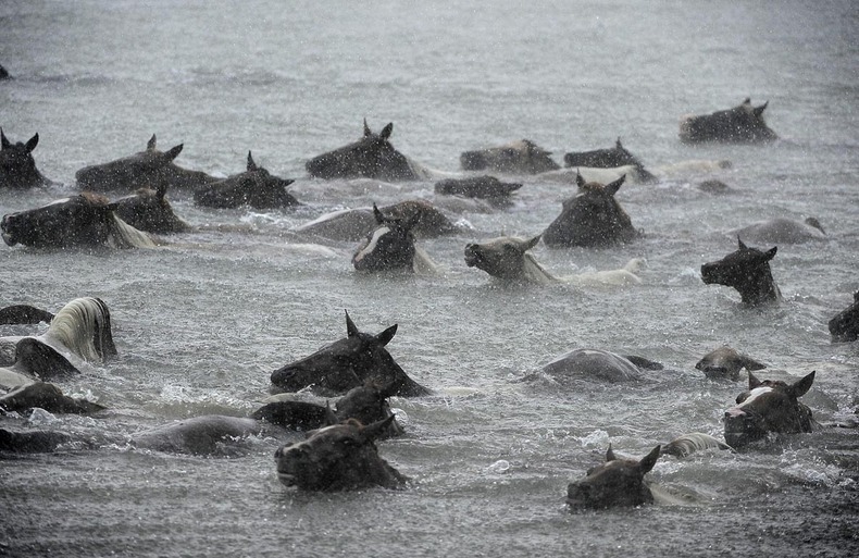 chincoteague-pony-swim-6