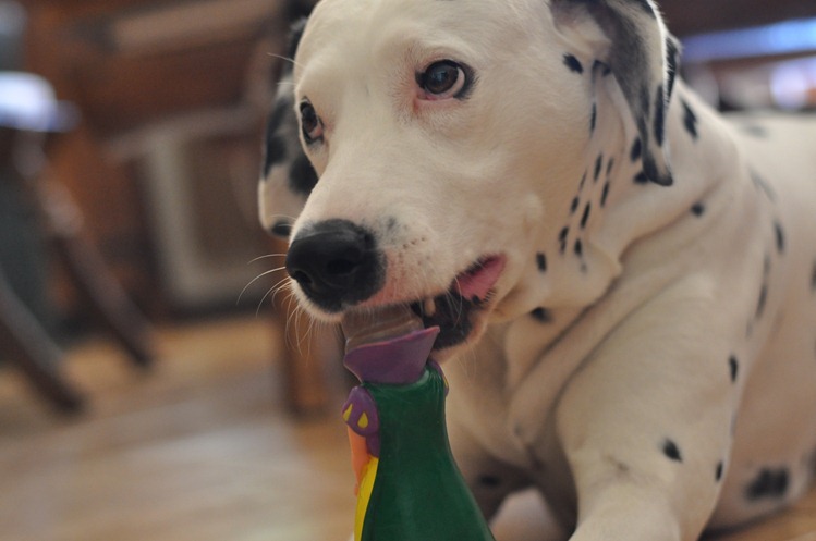 DSC_0725 DSC_0725