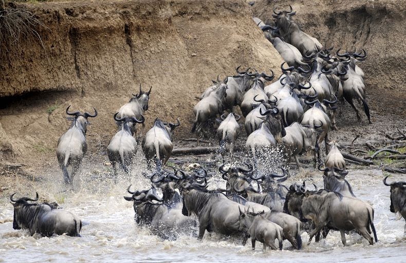 mara-river-crossing-2 mara-river-crossing-2
