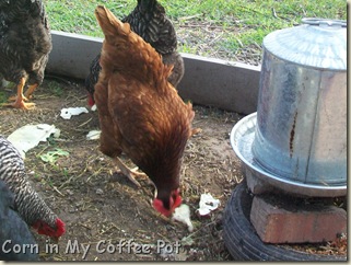 Chickens- acting strange 007 Chickens- acting strange 007
