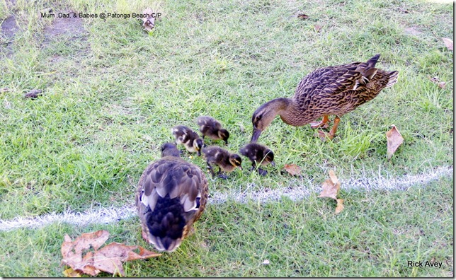 Duck family Patonga Beach