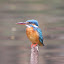 A rather stately looking kingfisher
