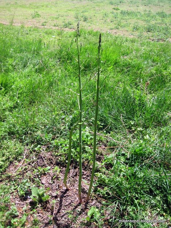 [wild%2520asparagus%255B3%255D.jpg]