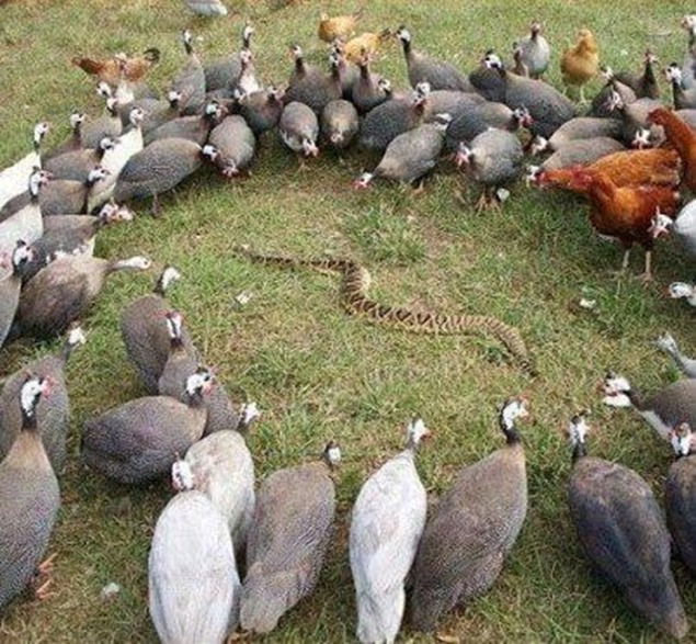 chicken eat snake chicken eat snake