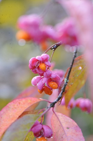 20101019_094118