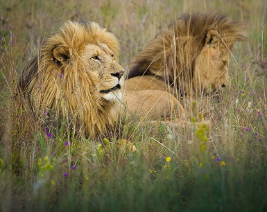 SouthAfrica_04.26.11-48