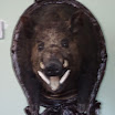 SAM_0410.JPG