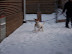 Playing in the Snow