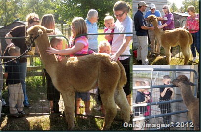 alpaca collage2 alpaca collage2