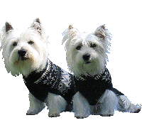 Alpakkagenser for hund: Pacos Design
