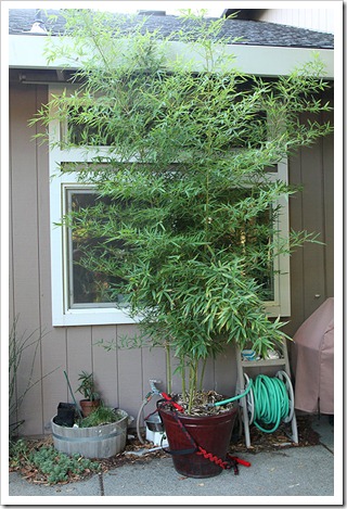 110809_Phyllostachys-aurea-Koi 110809_Phyllostachys-aurea-Koi