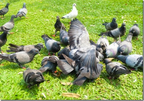 Pigeons in the Green Grass Natara