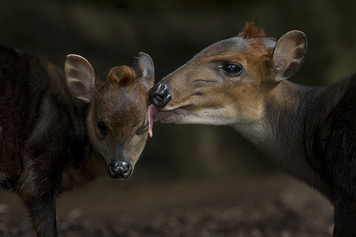 http://lh4.ggpht.com/-RYzxZJwVRRQ/URUHfBC21CI/AAAAAAAAJ6c/KXCtOtzeSvU/s0/A-young-duiker-gets-a-kis-007.jpg