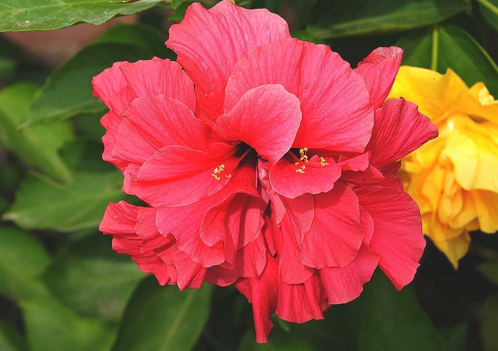 [Hibiscus%2520Double%2520Red%255B3%255D.jpg]
