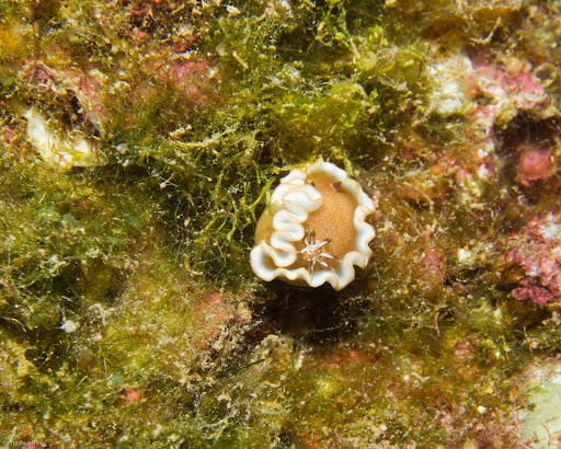 P6173965