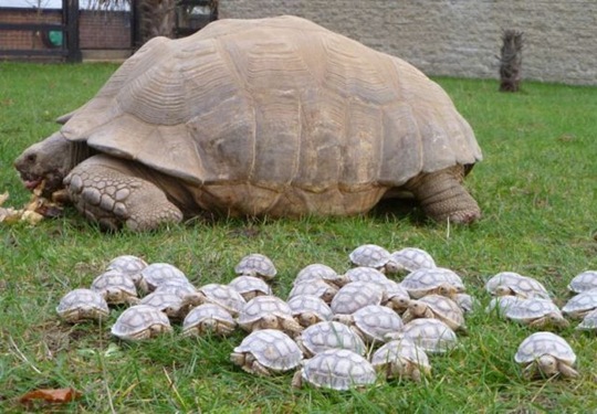 [funny-animals-haha-10%255B2%255D.jpg]