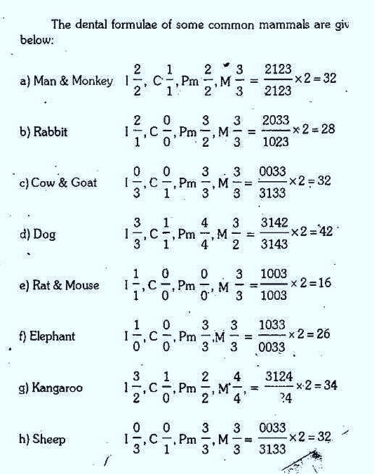 dental-formula-man-pig-horse-cow