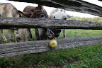 Ohhhh noooo!  Our apple!  HHHEEEE HAWWWW!!!  HHHEEEE HAWWWW!!