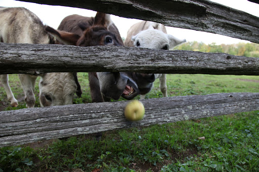 Ohhhh noooo!  Our apple!  HHHEEEE HAWWWW!!!  HHHEEEE HAWWWW!!