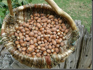 harvesting garden hazelnuts
