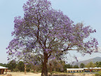 Jacarandabaum, Livingstonia