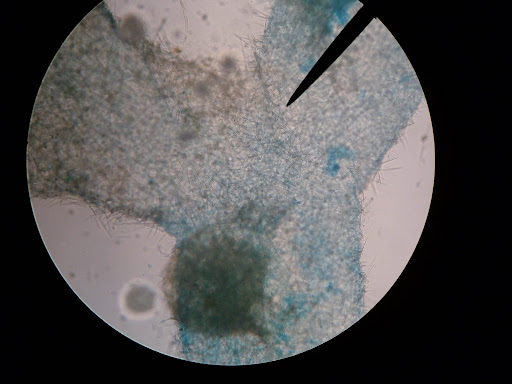 Leucosolenia Slide