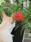 Francesca, don't you just love Mokara orchids, too?  They're so bright and colorful.