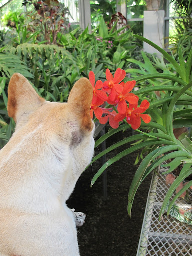 Francesca, don't you just love Mokara orchids, too?  They're so bright and colorful.