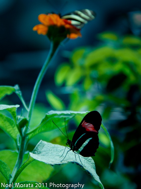 _MG_6152 _MG_6152