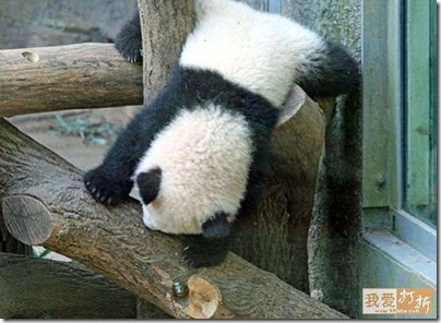 tumbling panda