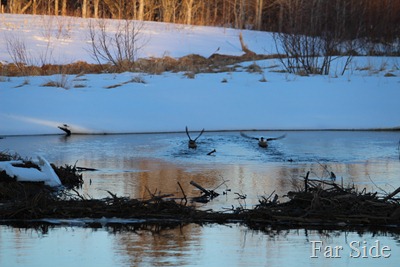 Ducks taking off