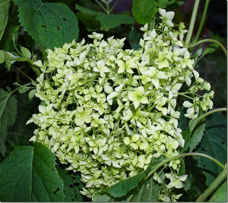 Hydrangea `Annabelle`