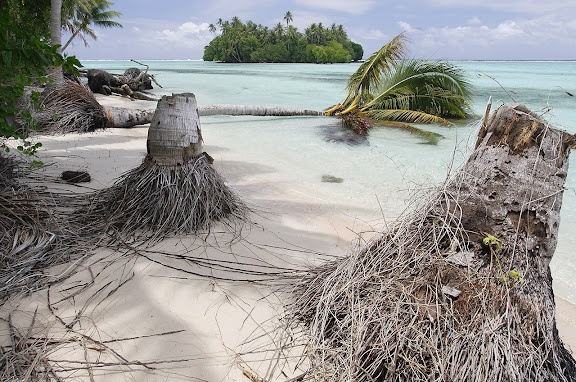 - Bei Flut steigt der Pazifik bis an den Rand des Dschungels. Bei Ebbe liegen Palmen umgestuerzt am Strand. Die Gaerten sind bereits im Meer versunken. Erste Klimafluechtlinge: Das gesamte Carteret Atoll wird aufgrund der Erwaermung des Meeres als erste Inselgruppe versinken. Alle sechs Inseln werden bis 2015 komplett vom Pazifik verschlungen sein. Hauptgrund: Das Abschmelzen der Gletscher und Eisberge. Die Carteret Inseln waren traumhaft schoene Refugien. Weisse Sandstraende umsaeumten einst die Kuesten des Atolls. Oberhalb der Straende reckten sich majestetische Palmen gen Himmel und spiegelten sich bei ruhiger See im tuerkisblauen Wasser des Pazifik. Die Palmen liegen heute umgestuerzt in einem Meer aus Schlamm. Die Straende sind bereits versunken. Ende 2008 soll die Umsiedlung beginnen. Die Inselbewohner kaempfen um ihre Inseln.