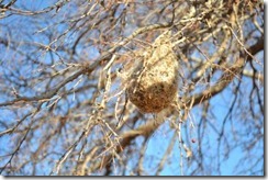birdnest birdnest
