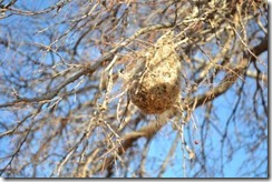 birdnest