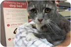 Sweet boy Carl, from New York City, is house trained and has already written to Santa in hopes of having a home by the holidays.Can you help?