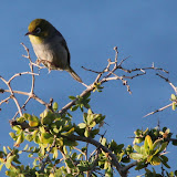 A Bird Sitting In The Bushes - Adelaide, Australia