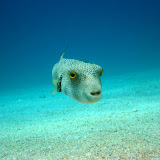 Eilat, Red Sea, Israel