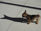 Minnow: 