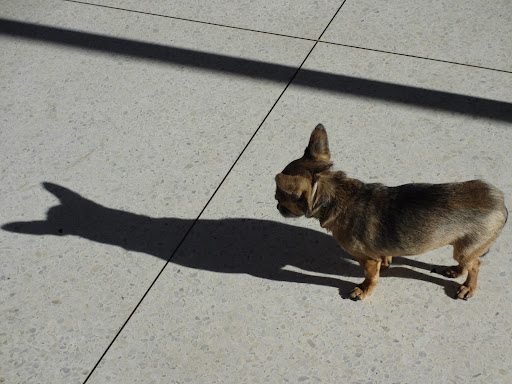 Minnow: 