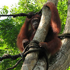 Orang Utang at Singapore Zoo