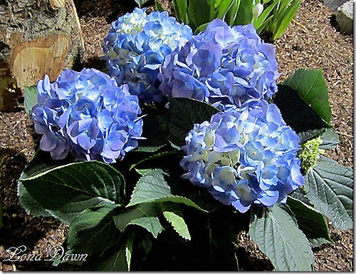 Hydrangea_Blue