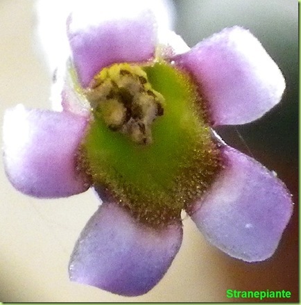 Adromischus marianae little spheroid fiore  macro
