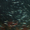 img_085.jpg
