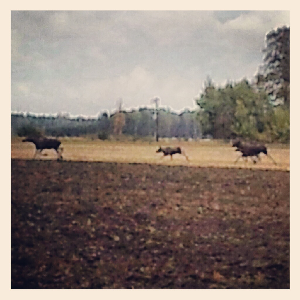 älgfamilj, skaraslätten, älgar, falköping