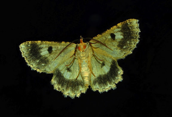 Geometridae : Ennominae : Boarmiini : Ectropis fractaria GUÉNÉE, 1857. Umina Beach (New South Wales, Australie), 3 juin 2011. Photo : Barbara Kedzierski