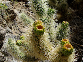 This Teddy Bear Cholla still had a few buds.