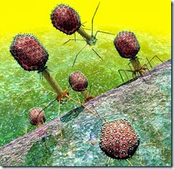 virus bakteriofage
