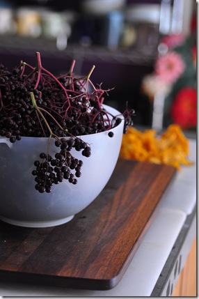 elderberry elderberry