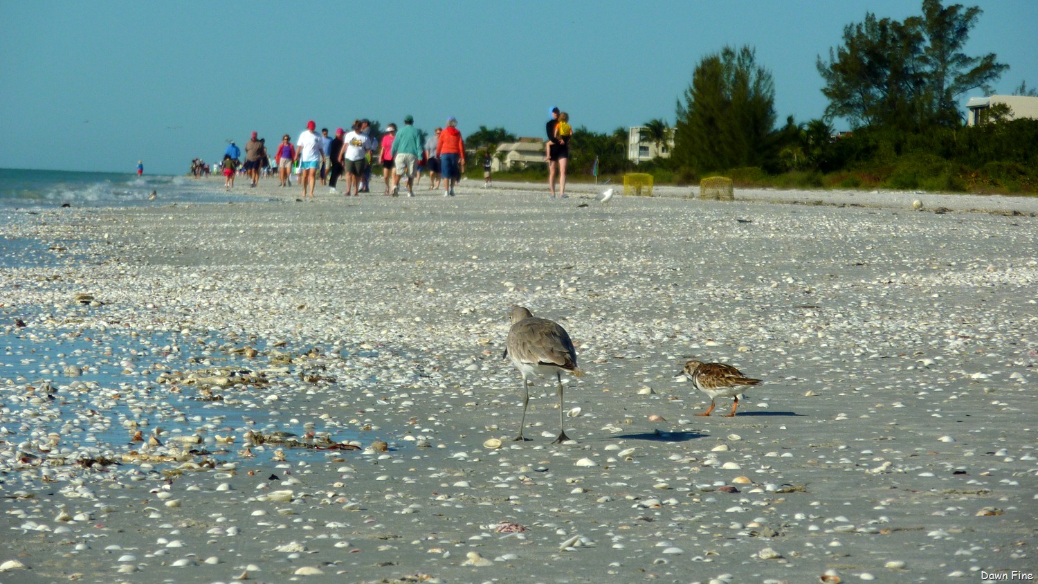 [Sanibel%2520Shell%2520and%2520birds_080%255B3%255D.jpg]